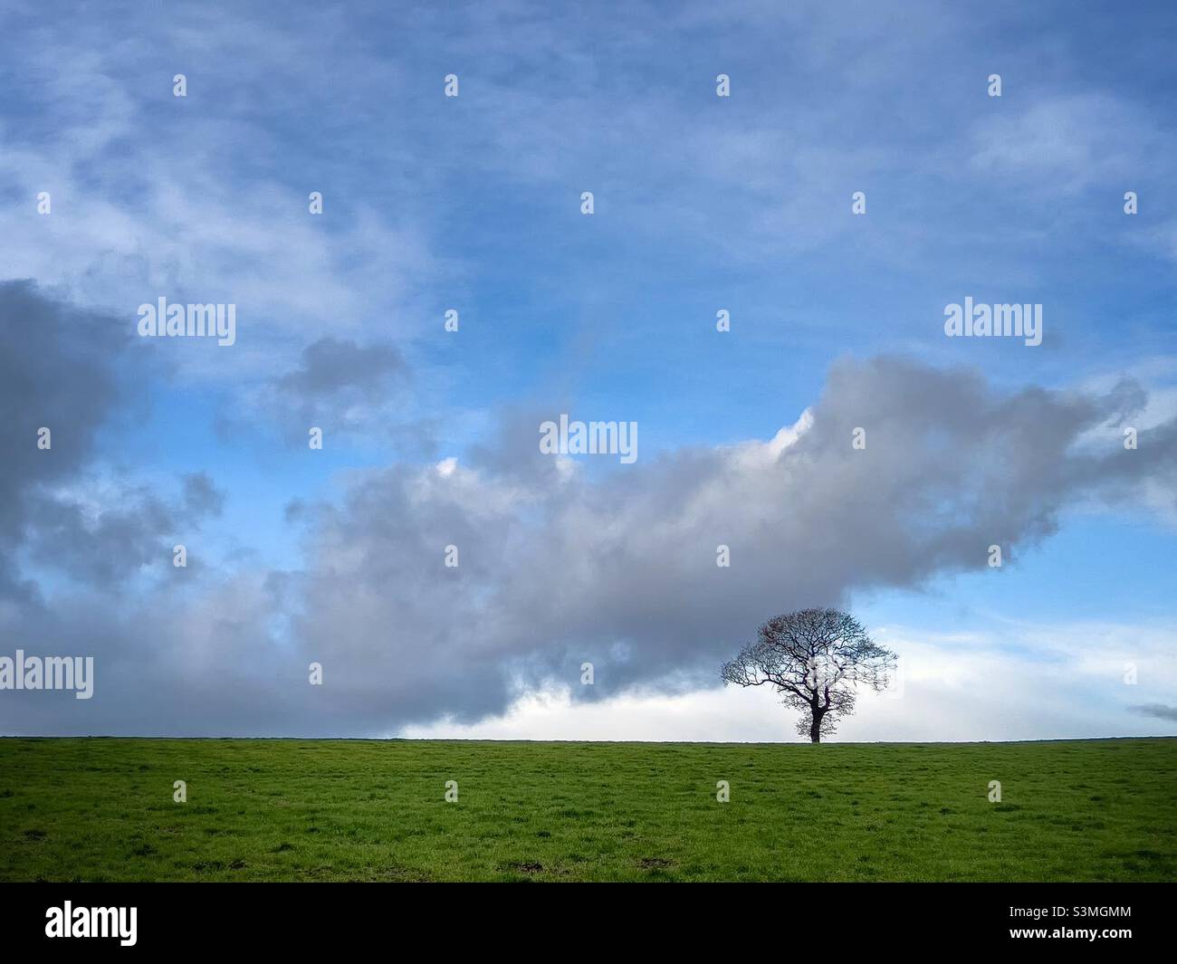 Lone tree with clouds - Smartphone Captured Stock Image