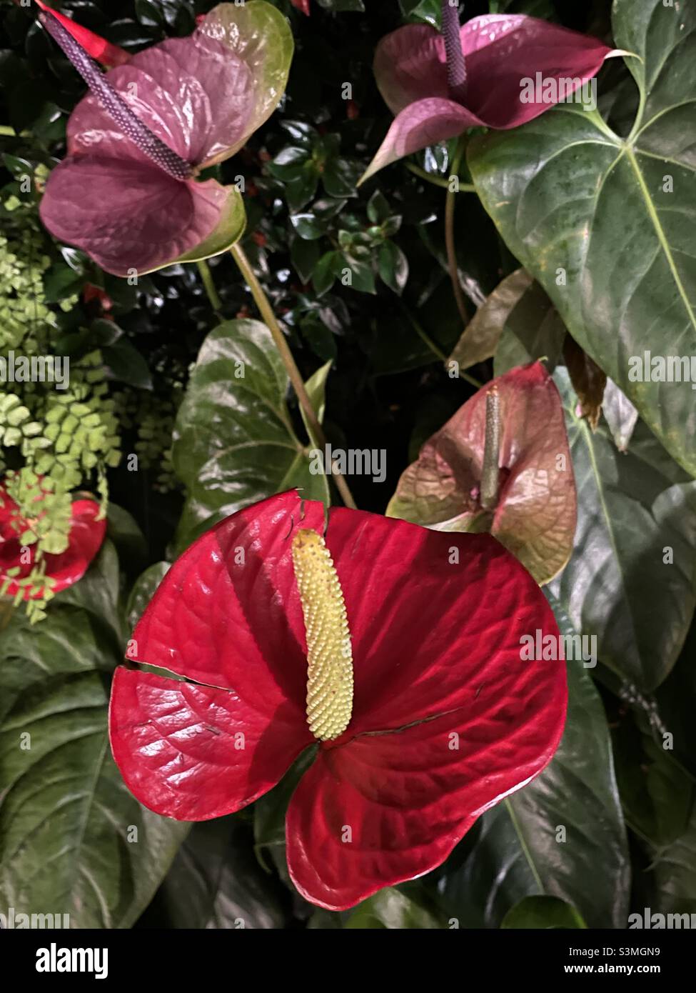 Red anthurium plants with yellow stalk in a garden Stock Photo