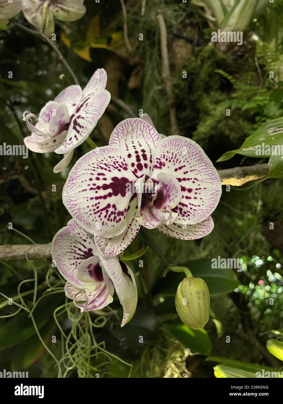 White Orchid and bub plant Stock Photo