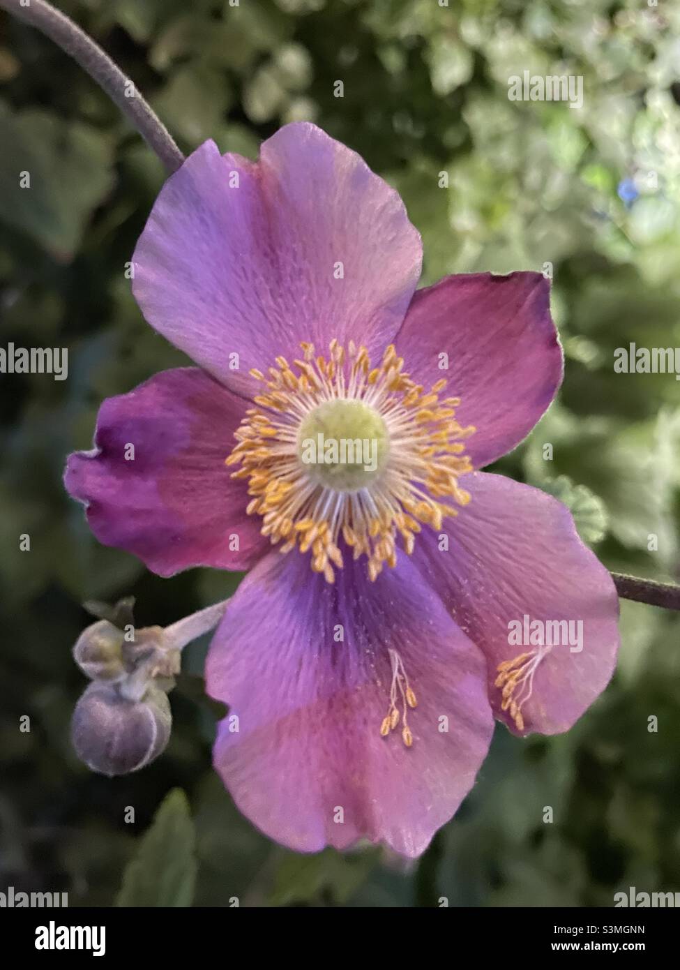 Queen purple bloom in details Stock Photo