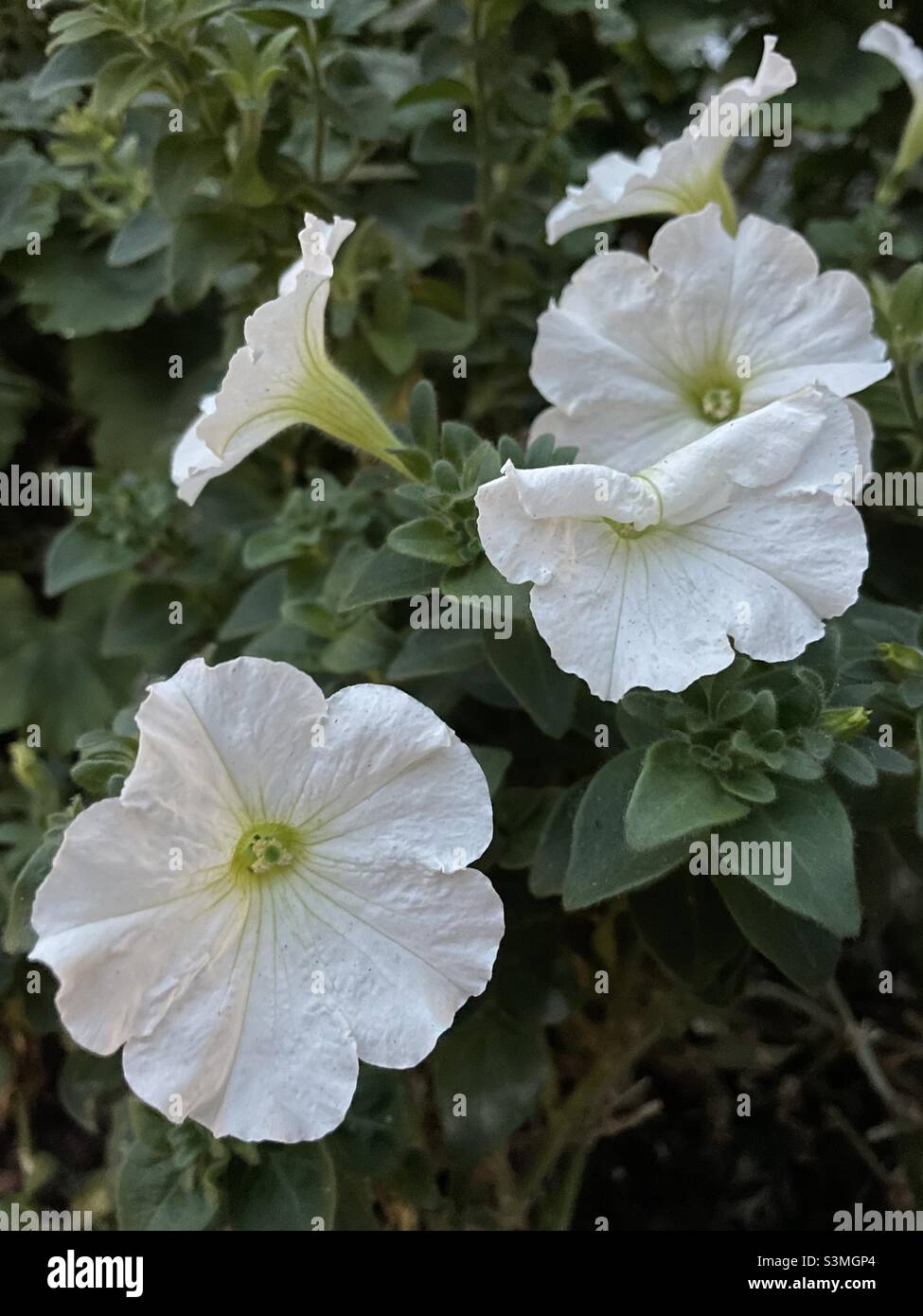 White flower blooms in a garden Stock Photo