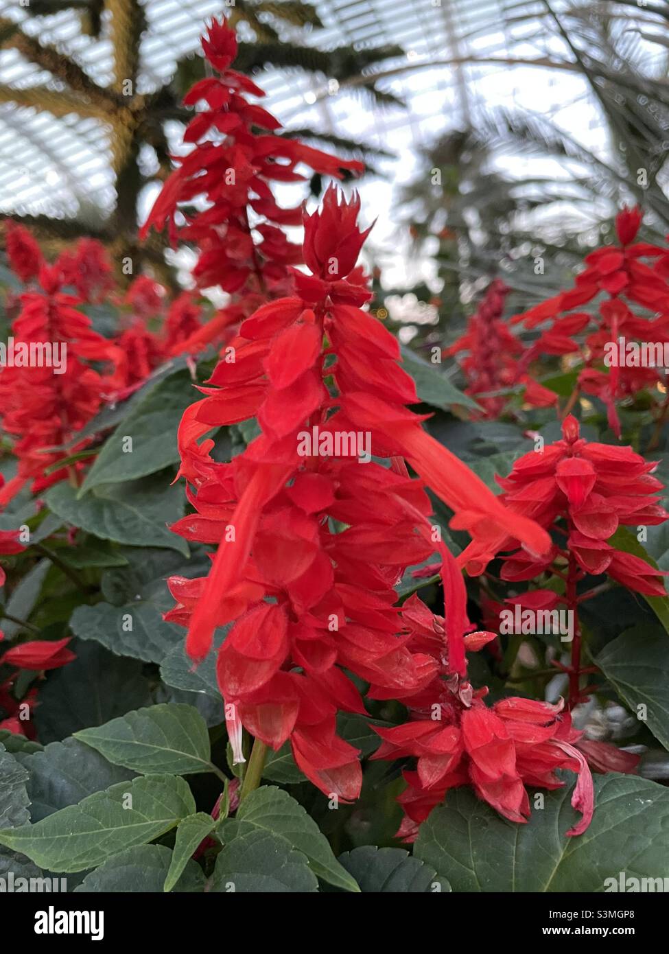 Red blooms, feels likes Christmas garden Stock Photo