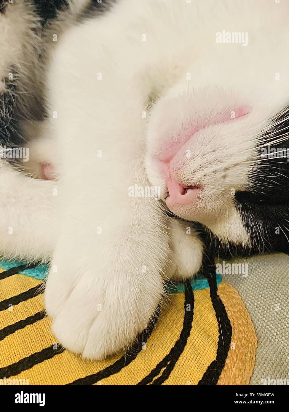 Sleepy Kitten - Smartphone Captured Stock Image