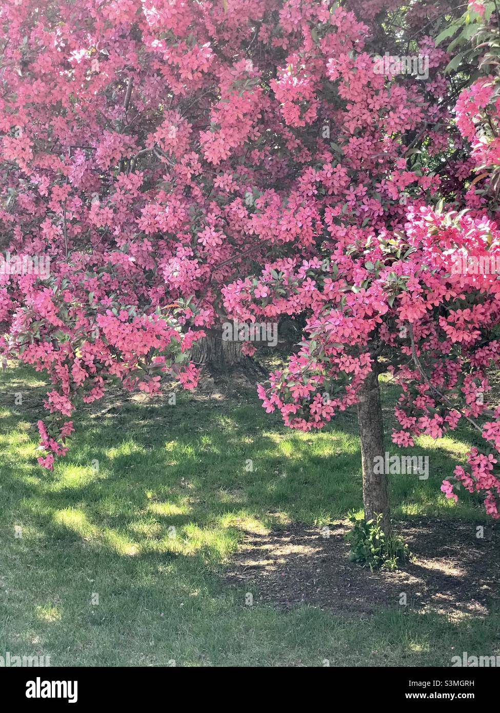 Crab apple tree in full bloom Stock Photo - Alamy