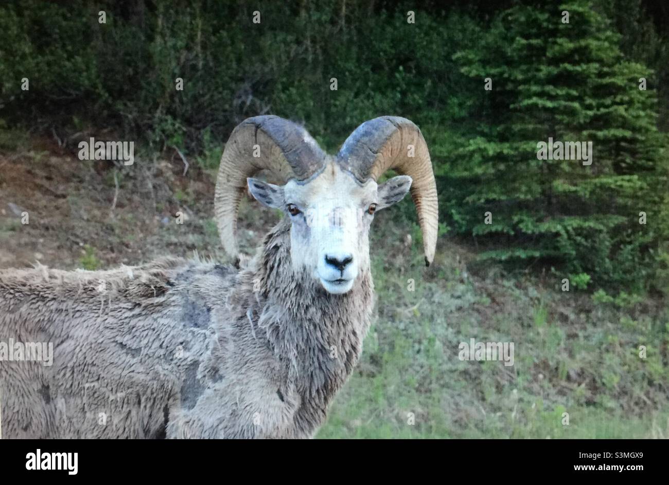 Bighorn sheep, moulting, largest wild sheep in North America, shedding winter coat, avoid heat stress, make room for new growth - Smartphone Captured Stock Image