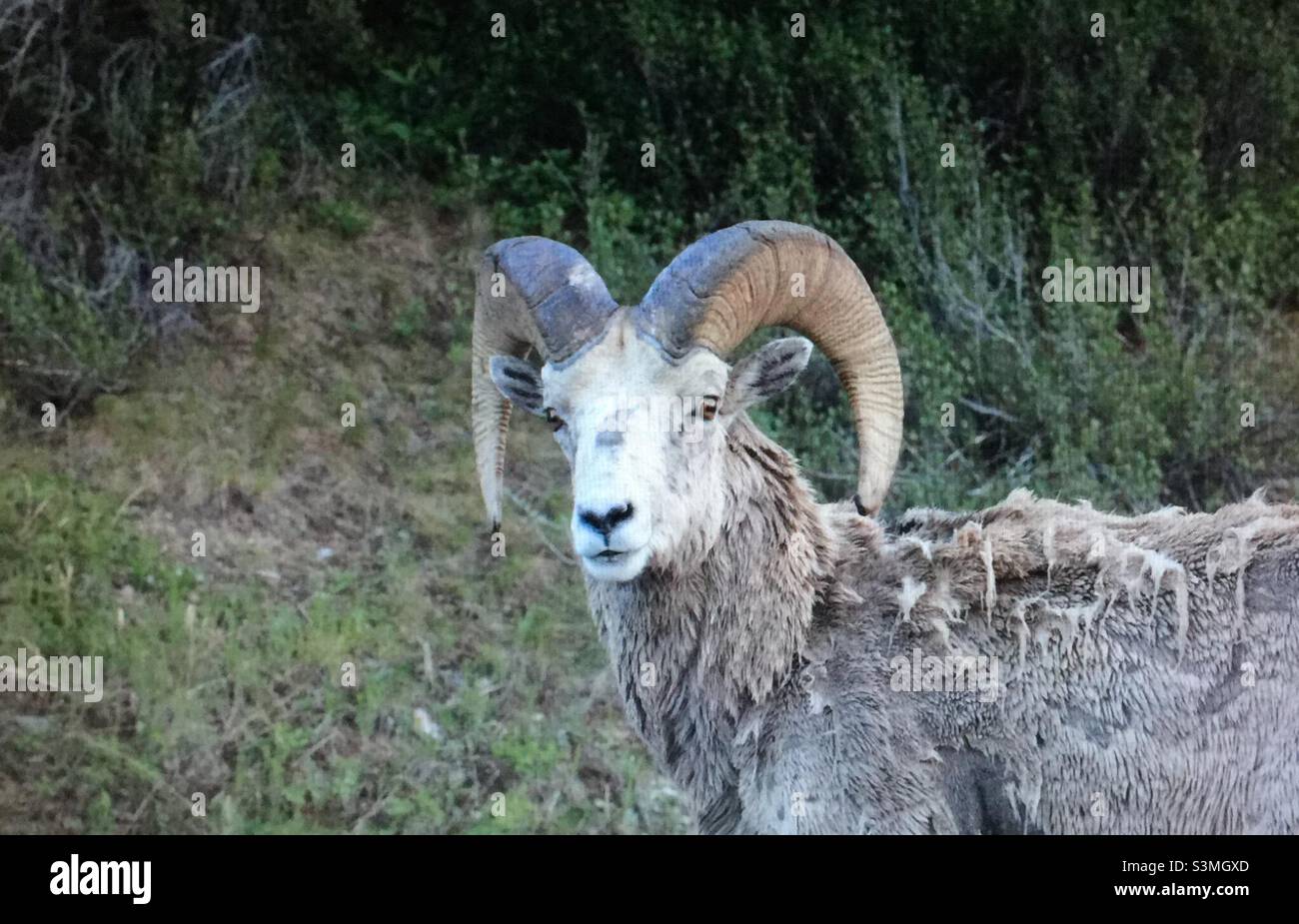 Bighorn sheep, moulting, largest wild sheep in North America, shedding winter coat, avoid heat stress, make room for new growth - Smartphone Captured Stock Image