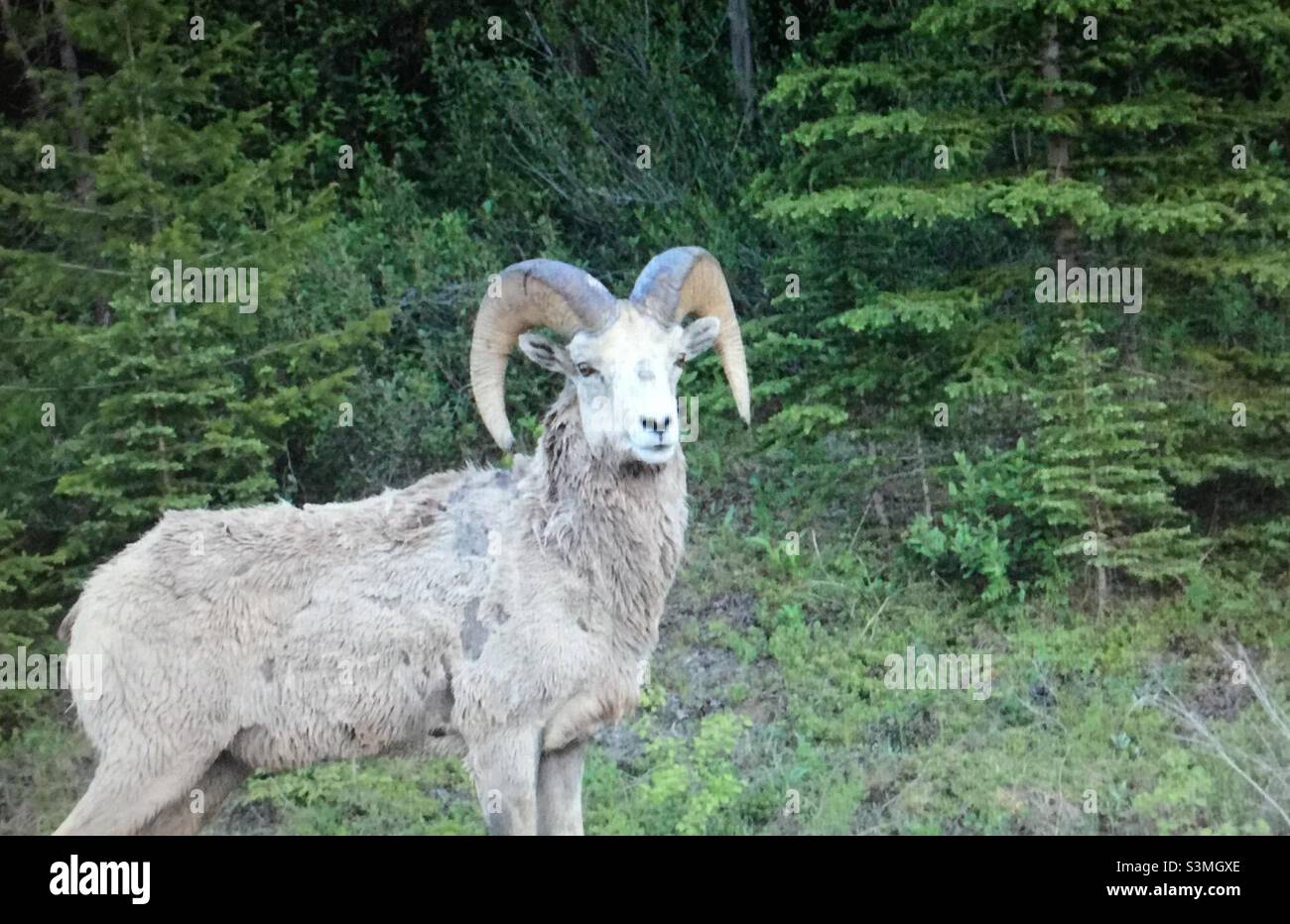 Bighorn sheep, moulting, largest wild sheep in North America, shedding winter coat, avoid heat stress, make room for new growth - Smartphone Captured Stock Image