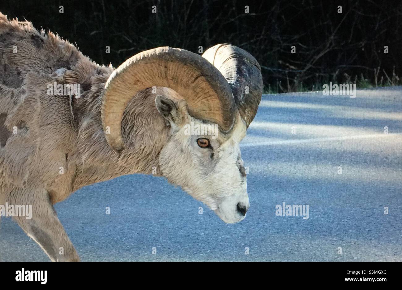 Bighorn sheep, moulting, largest wild sheep in North America, shedding winter coat, avoid heat stress, make room for new growth - Smartphone Captured Stock Image