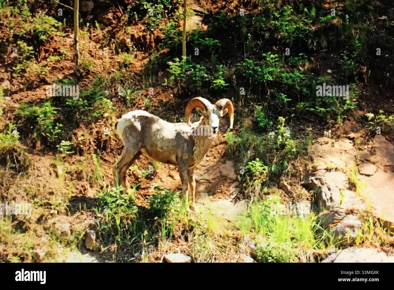 Bighorn sheep, moulting, largest wild sheep in North America, shedding winter coat, avoid heat stress, make room for new growth - Smartphone Captured Stock Image