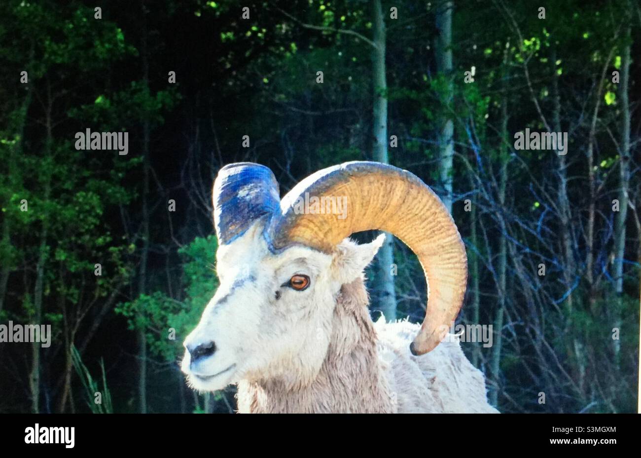 Bighorn sheep, moulting, largest wild sheep in North America, shedding winter coat, avoid heat stress, make room for new growth - Smartphone Captured Stock Image