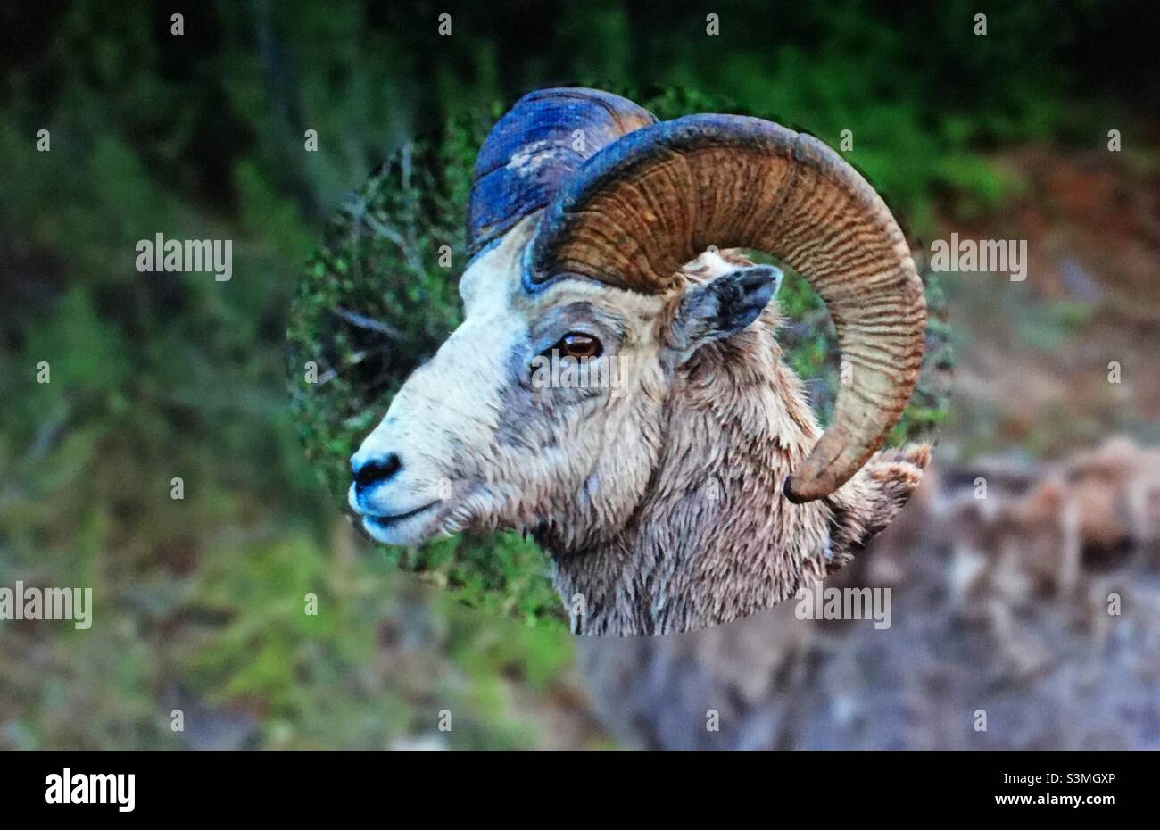 Bighorn sheep, moulting, largest wild sheep in North America, shedding winter coat, avoid heat stress, make room for new growth - Smartphone Captured Stock Image