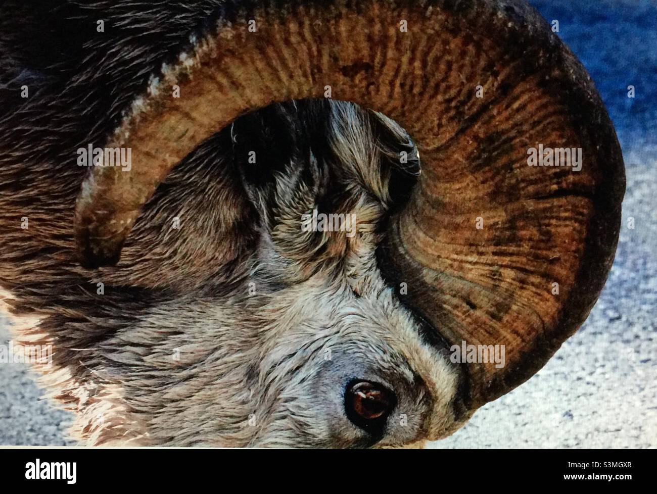 Bighorn sheep, moulting, largest wild sheep in North America, shedding winter coat, avoid heat stress, make room for new growth - Smartphone Captured Stock Image