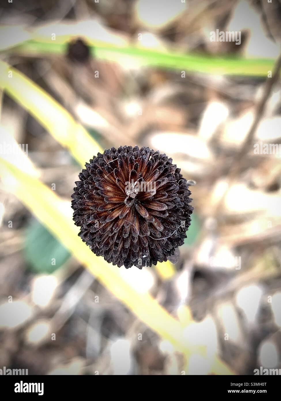 Portrait of dried common buttonbush - Smartphone Captured Stock Image