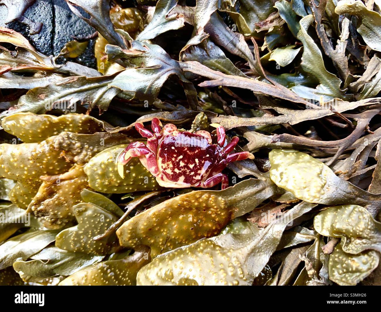 Kelp crab sea hires stock photography and images Alamy