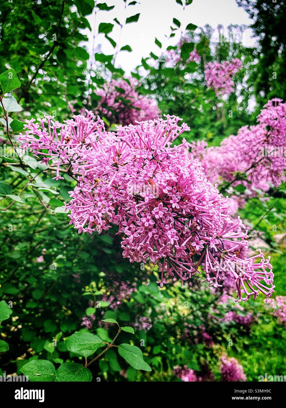 Beautiful flower blossoms of lilac. - Smartphone Captured Stock Image