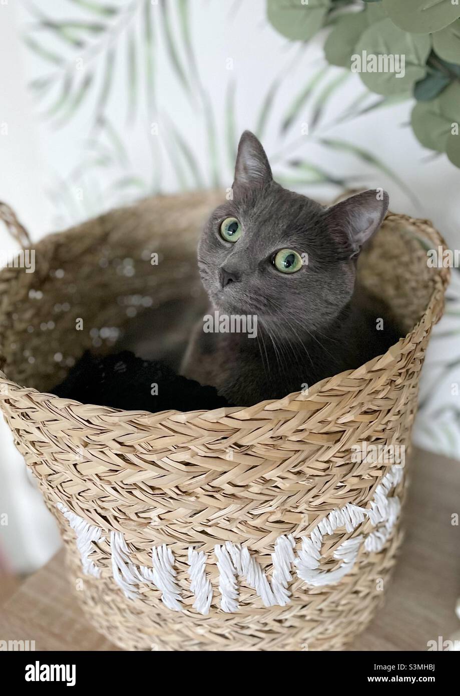 Gray cat in a wicker basket - Smartphone Captured Stock Image