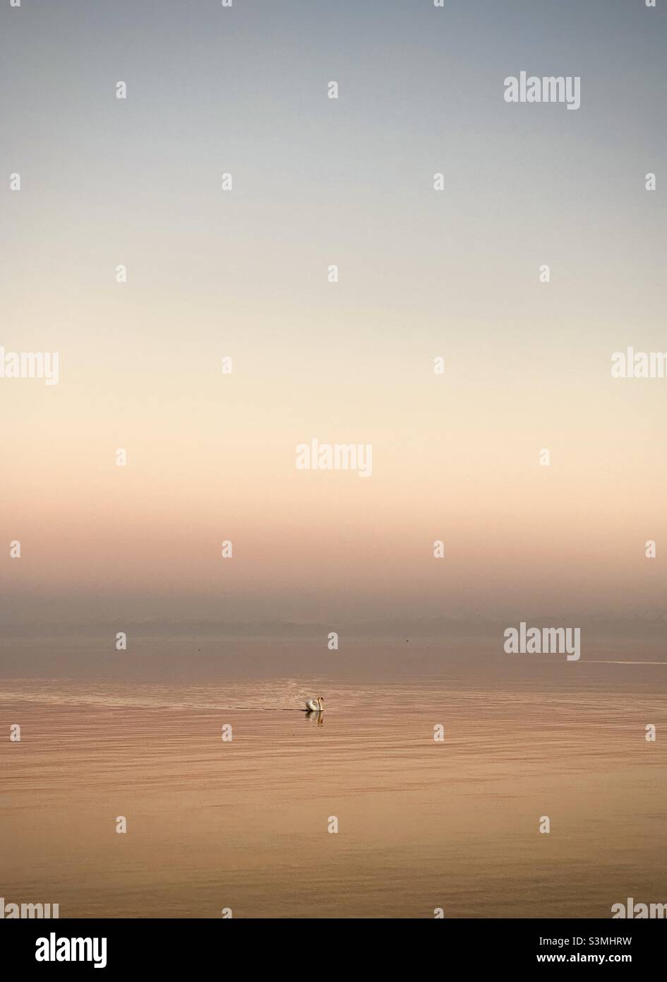 A Swan in the Bodensee, Germany at the golden hour - Smartphone Captured Stock Image