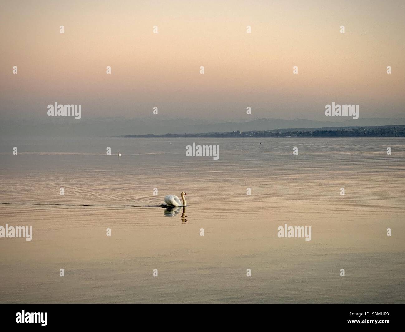 A Swan in the Bodensee, Germany at the golden hour - Smartphone Captured Stock Image