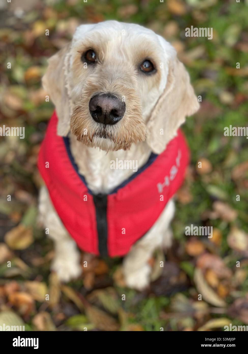 Buzz Reynolds Cockapoo Cute Autumnal Autumn leaves - Smartphone Captured Stock Image