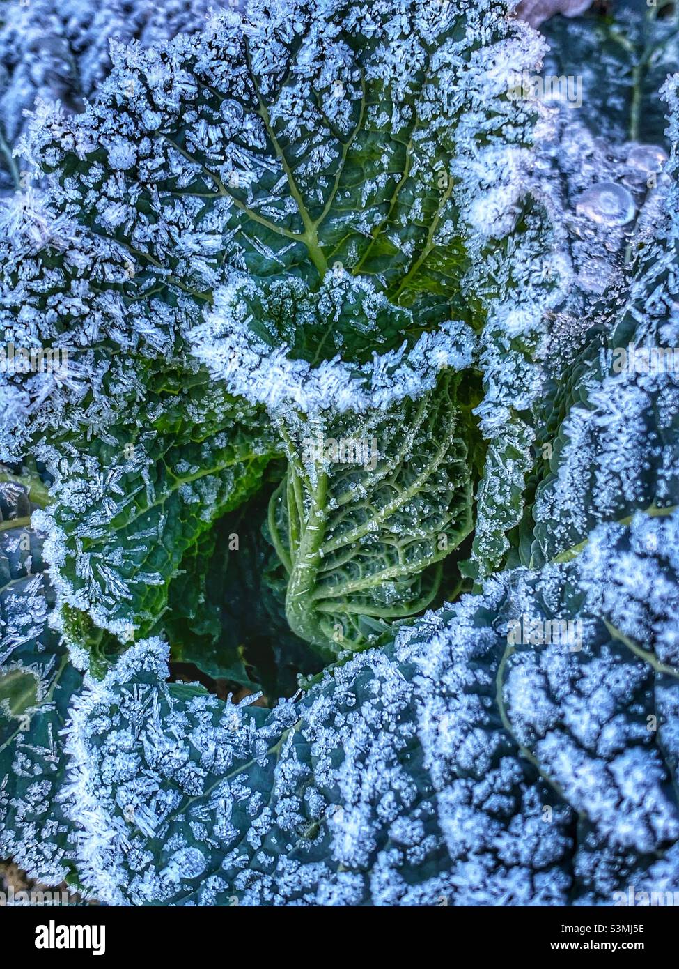 Icy cabbage plant - Smartphone Captured Stock Image