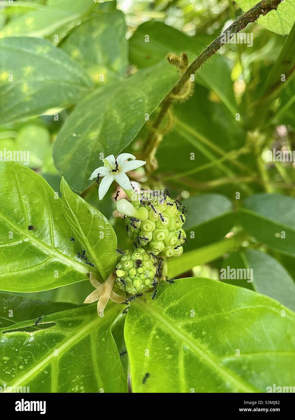 Nona fruit hi-res stock photography and images - Alamy