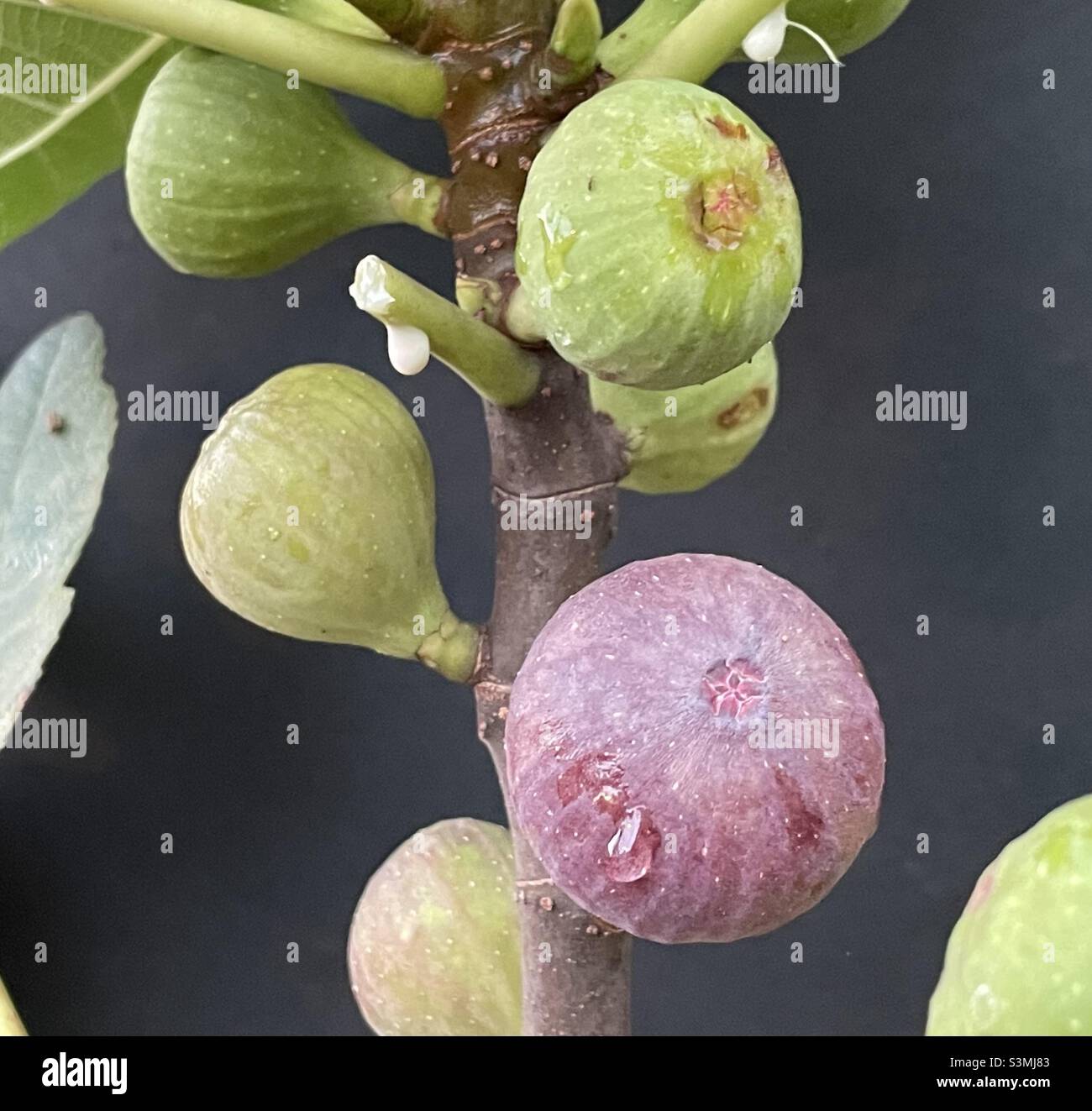 Fig fruits on the tree of Ficus sp. Fresh figs are rich in nutritions and its leaves could make fig leaf tea. - Smartphone Captured Stock Image