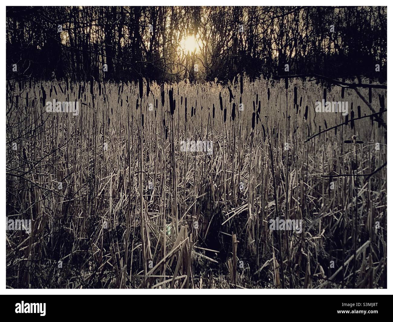 Sunset bullrush - Smartphone Captured Stock Image