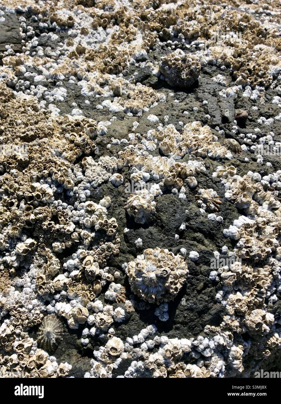 Rocks and Fossils - Seamill Beach, West Kilbride, North Ayrshire, Scotland Stock Photo