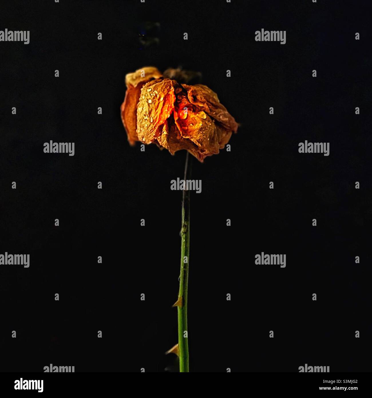 A faded rose. - Smartphone Captured Stock Image