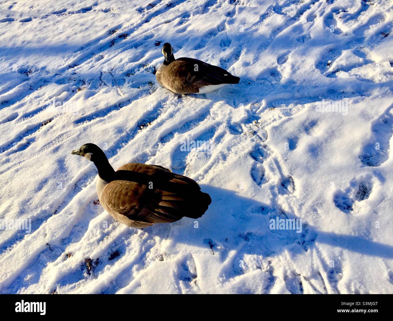 Two Canada Geese warming up in sunshine on fresh snow. Their frozen summer. Two is company. - Smartphone Captured Stock Image