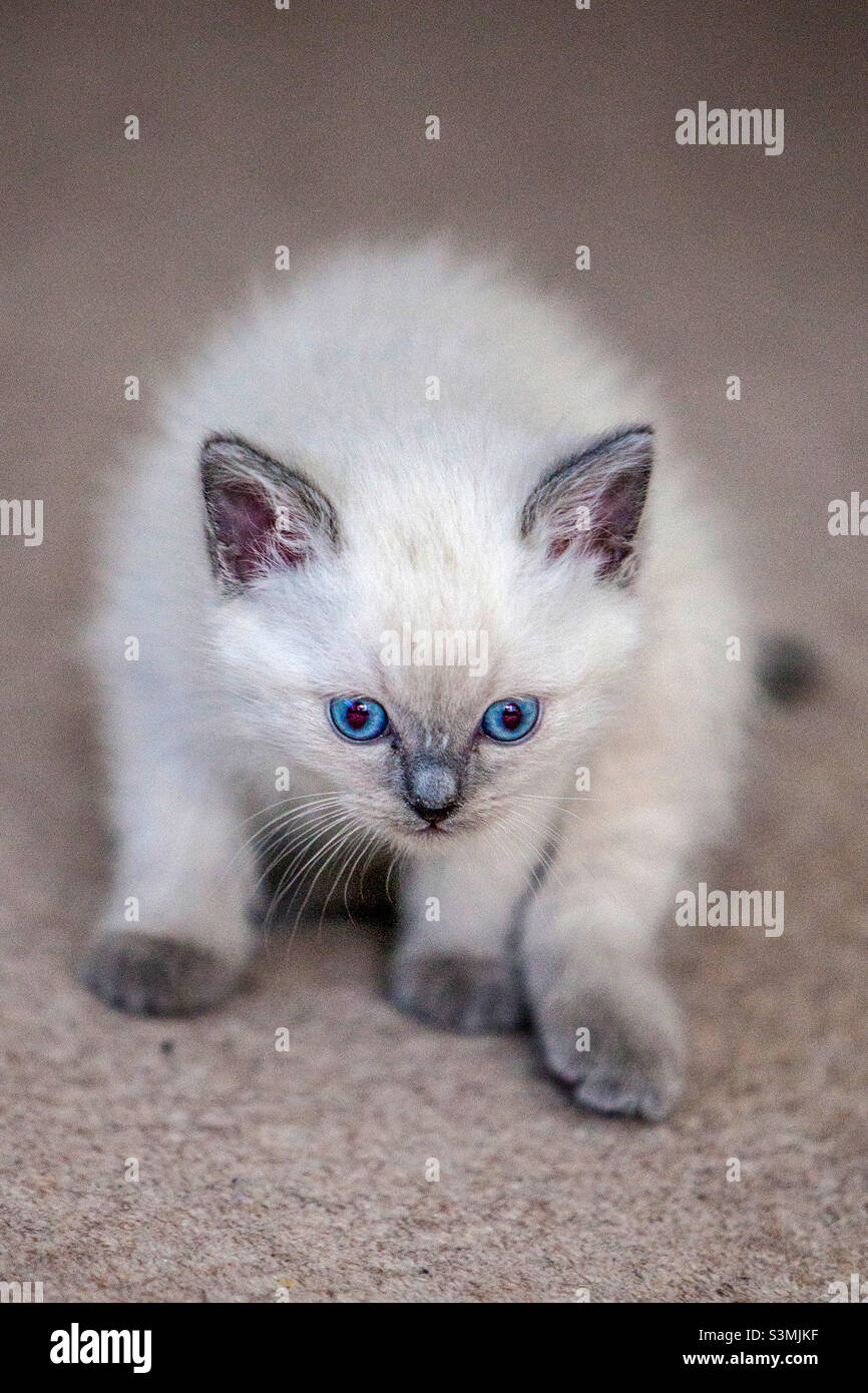 White kitten - Smartphone Captured Stock Image