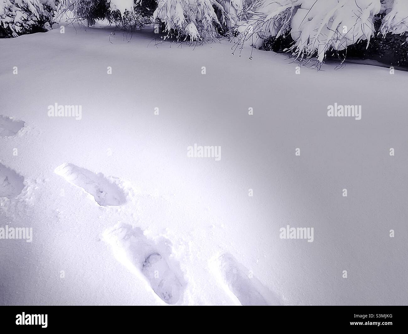 Footprints in  a fresh, deep snowfall in Utah, USA. Bushes heavy with the new snow in the background, with a spotlight highlighting and accentuating the fresh tracks through the snow in the foreground - Smartphone Captured Stock Image