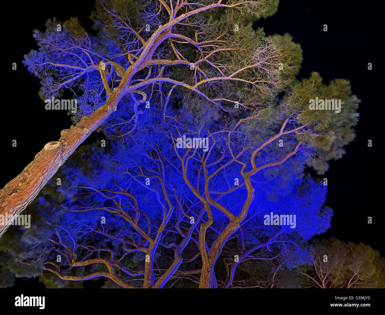 Colored fine-art pines - Smartphone Captured Stock Image