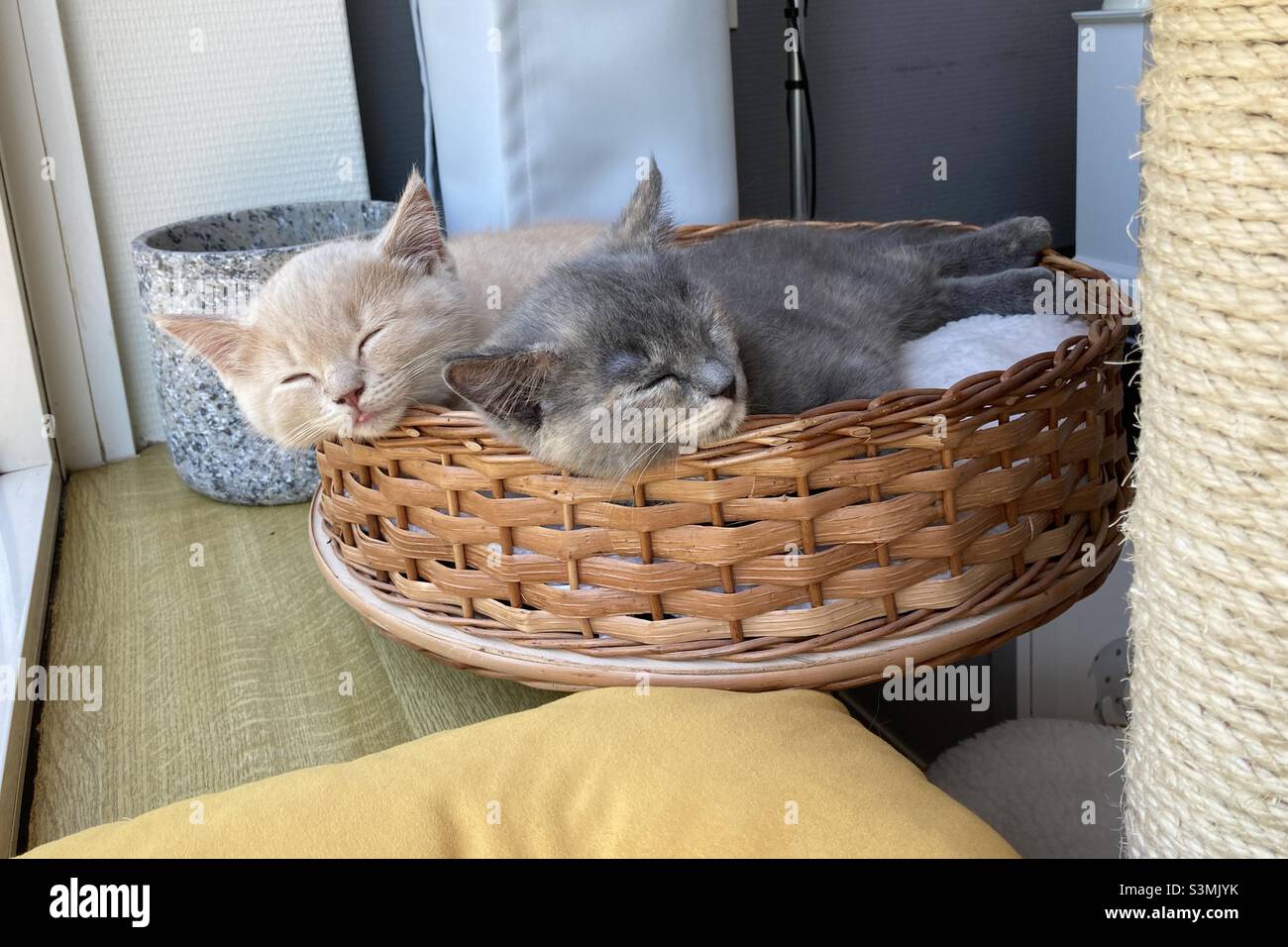 Portrait of two cute kittens napping in a wicker basket Stock Photo
