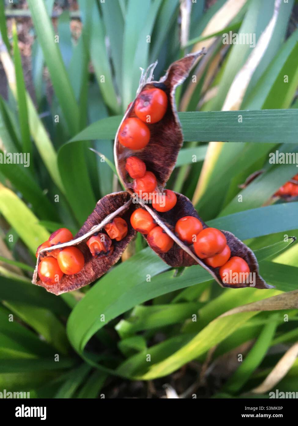 Red, orange, seed pod, green, nature, vibrant, design, leaves Stock