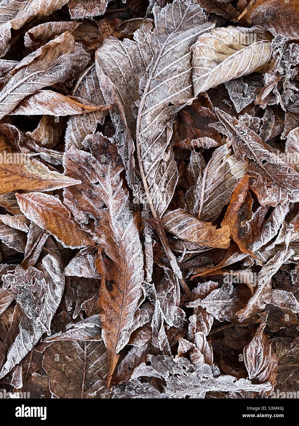 Looking down at autumn leaves on a frosty morning in Dumfries, Scotland where the structure of the leaves has been highlighted by the cold temperature. - Smartphone Captured Stock Image