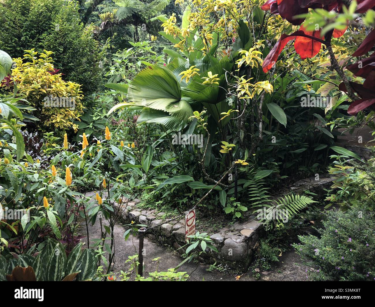Tropical foliage in garden Stock Photo