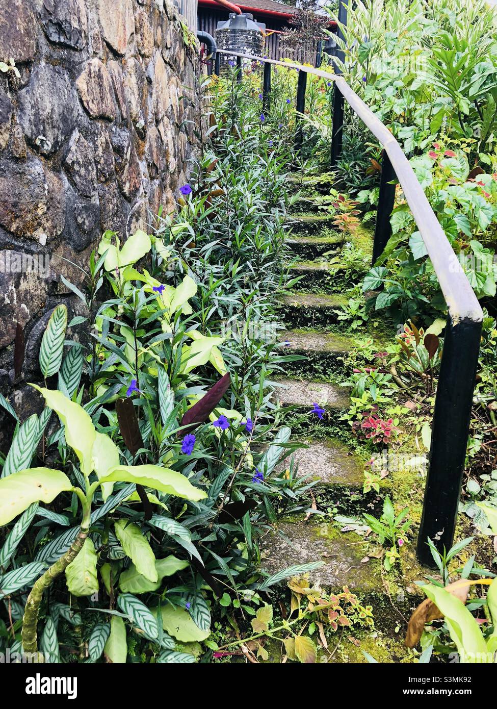 Tropical garden steps Stock Photo