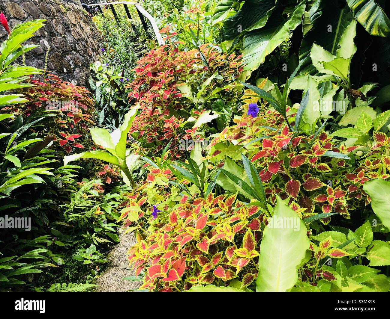Tropical garden flowers Stock Photo