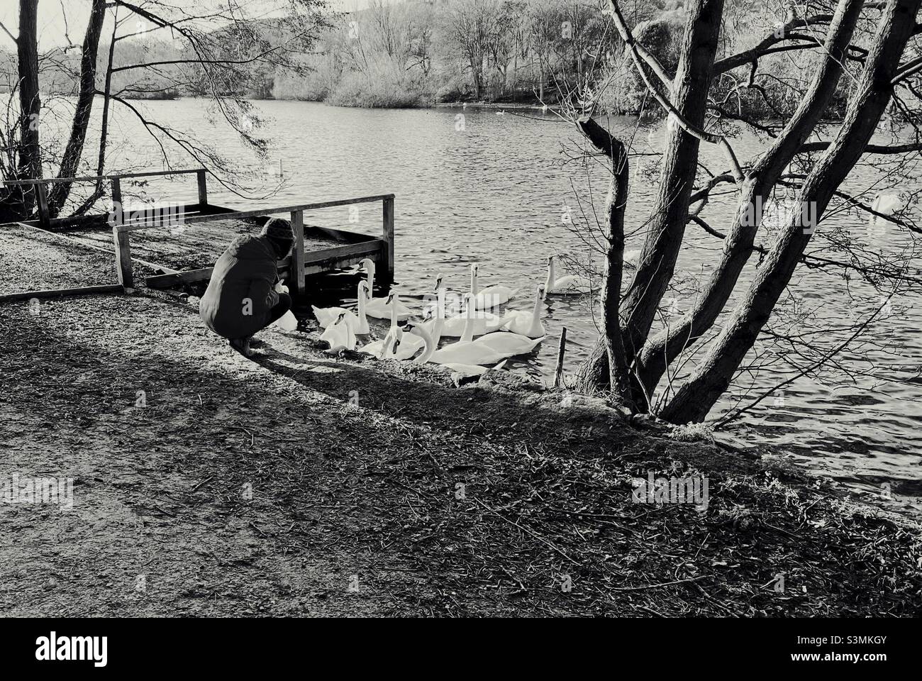 Black and white image of a crouching woman taking photos of mute swans - Smartphone Captured Stock Image