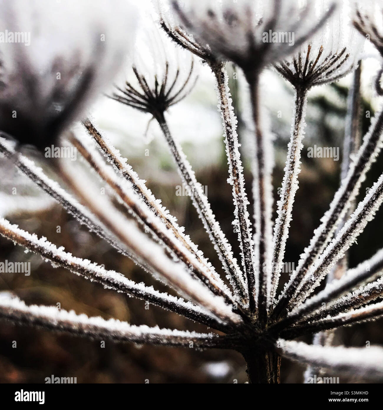 Frost on plants hi-res stock photography and images - Alamy