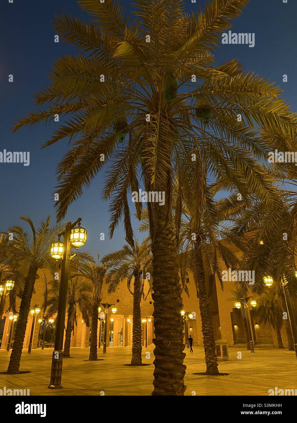 Palm tree in Saudi Arabia Stock Photo Alamy
