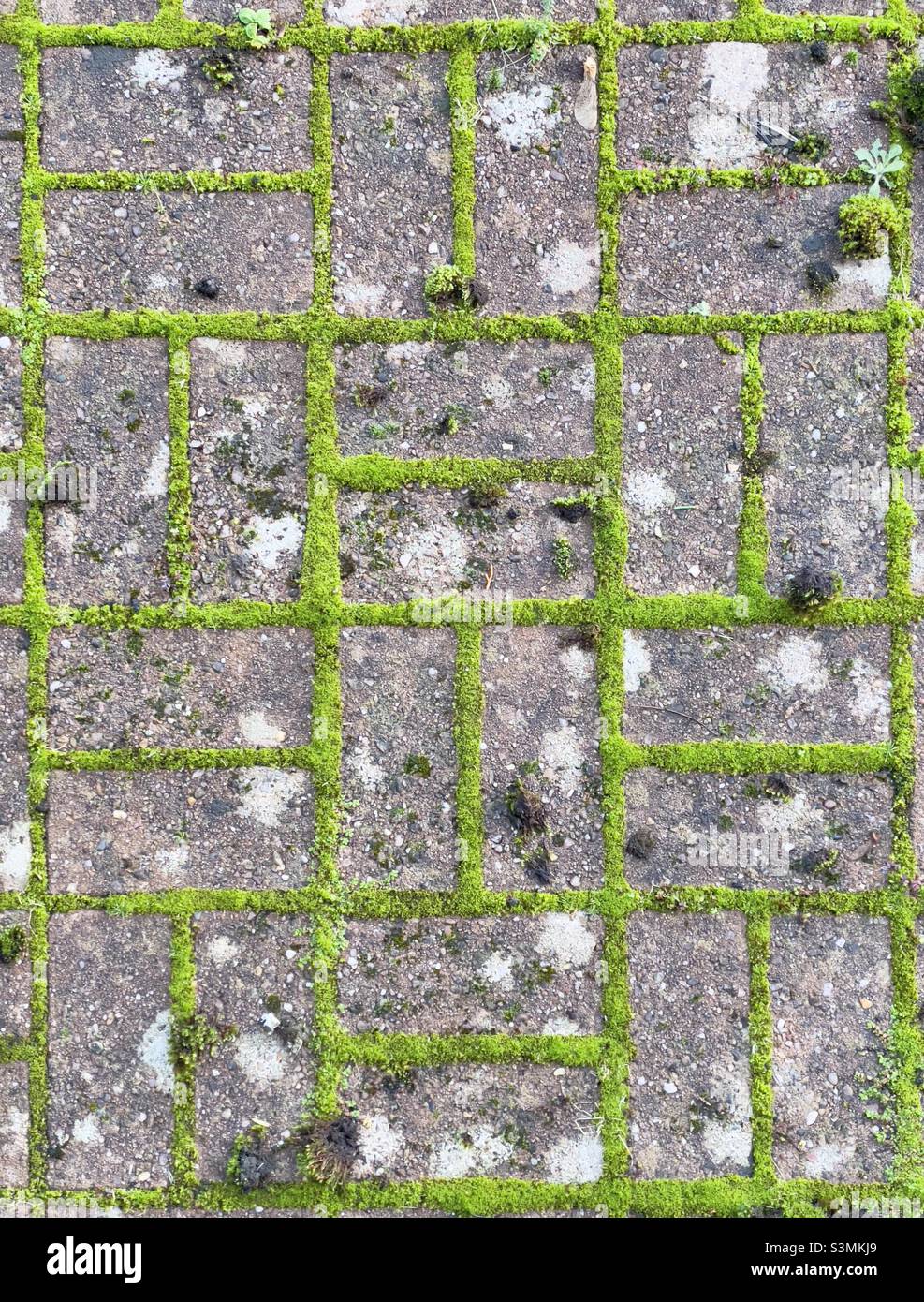 A section of block paving with moss growing in the cracks forming a