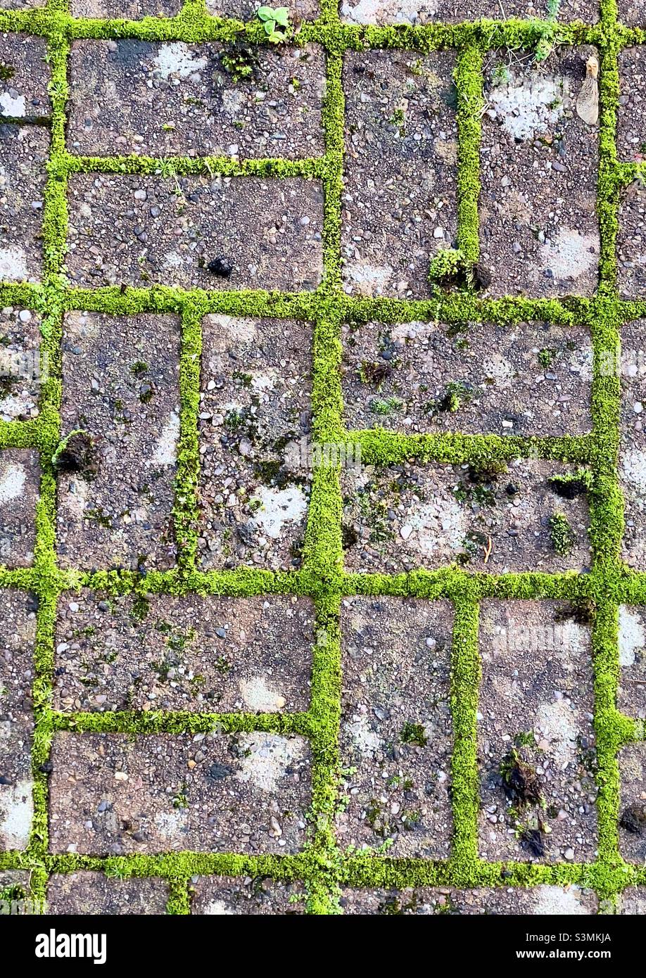 A section of concrete block paving with moss growing in the interstices