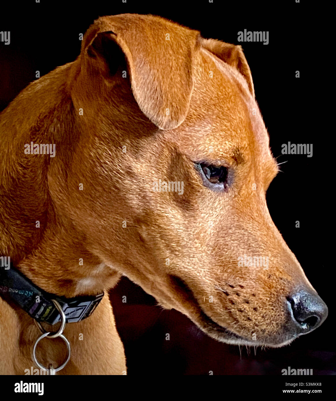 Brown Terrier portrait - Smartphone Captured Stock Image