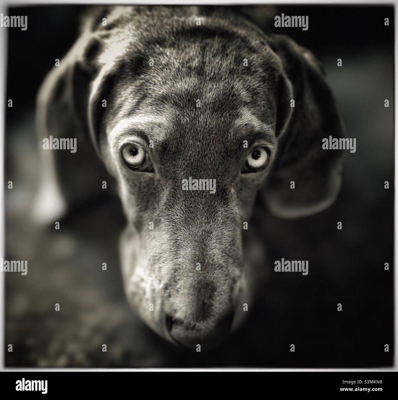 A Weimaraner pup. - Smartphone Captured Stock Image