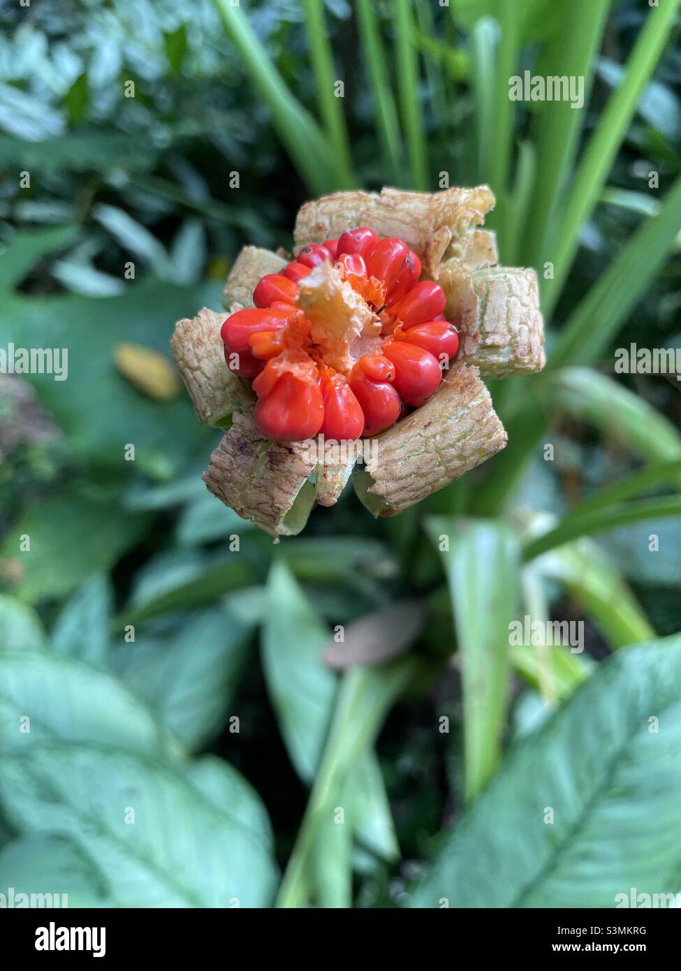 Brilliant red flower in a garden Stock Photo