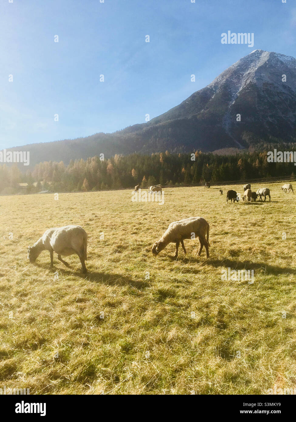 Schafe auf der Weide mit Hoher Munde Stock Photo