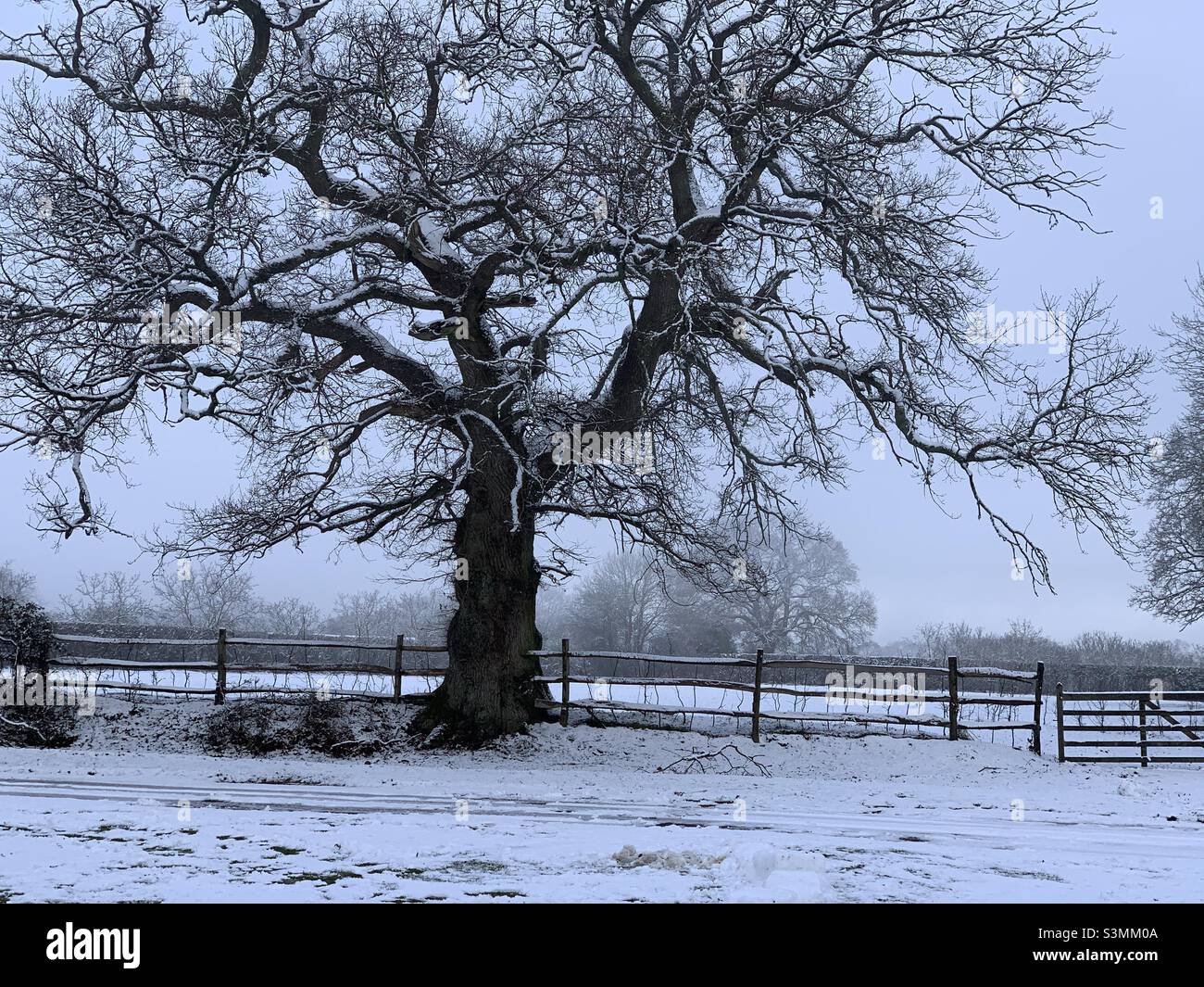 Winter in New Forest - Smartphone Captured Stock Image