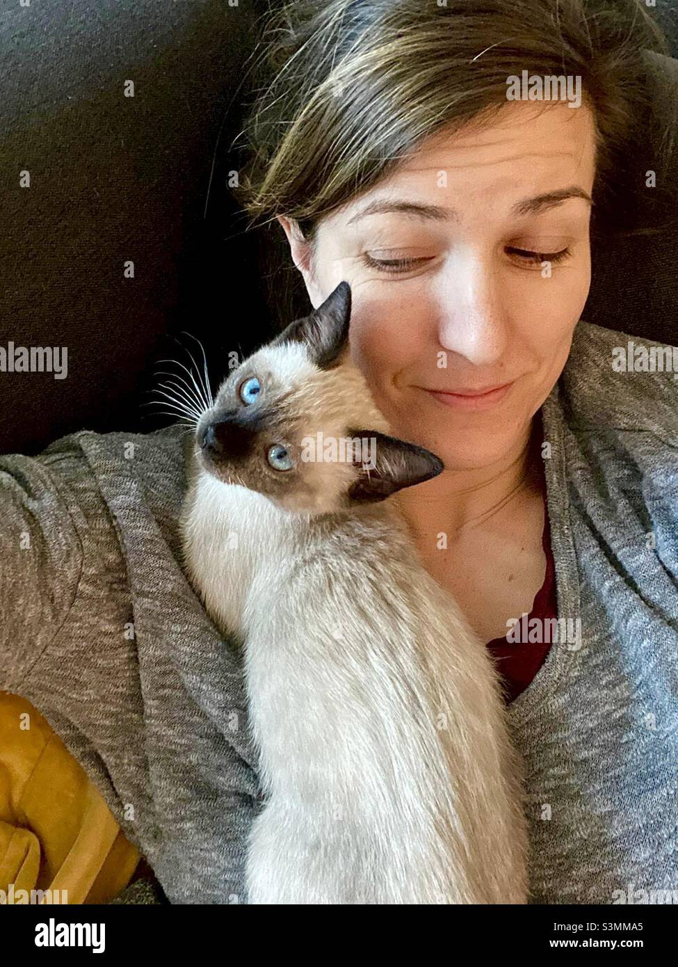 Cute Siamese kitten hugging her owner. - Smartphone Captured Stock Image